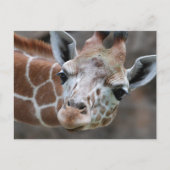 Giraffe Briefkaart (Voorkant)