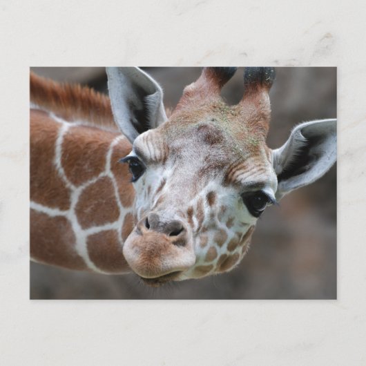 Giraffe Briefkaart (Voorkant)