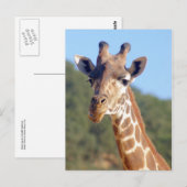 Giraffe Briefkaart (Voorkant / Achterkant)