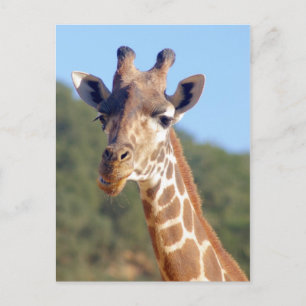 Giraffe Briefkaart