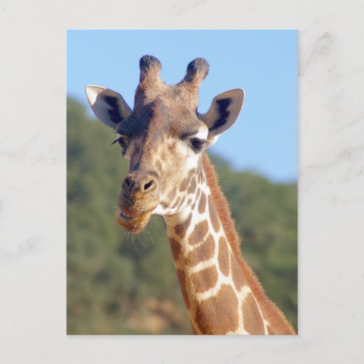 Giraffe Briefkaart (Voorkant)