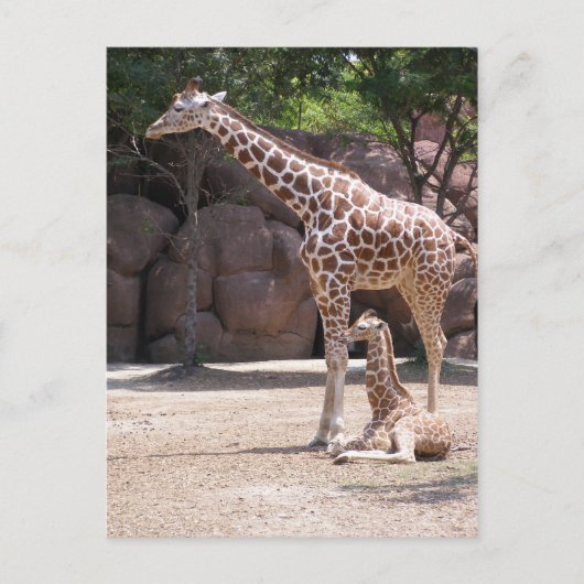 Giraffe Briefkaart (Voorkant)
