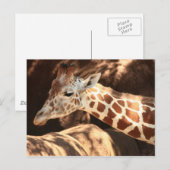 Giraffe Briefkaart (Voorkant / Achterkant)