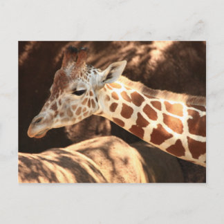 Giraffe Briefkaart