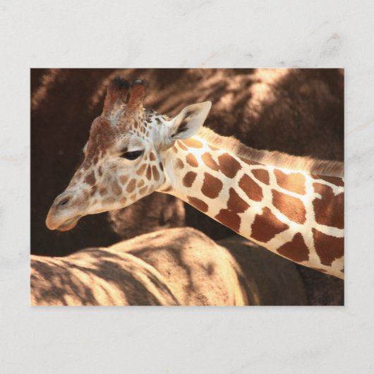 Giraffe Briefkaart (Voorkant)