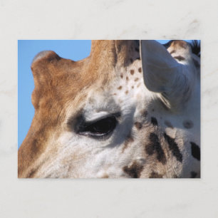 GIRAFFE BRIEFKAART