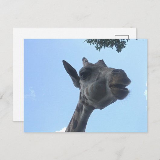 Giraffe Briefkaart (Voorkant / Achterkant)