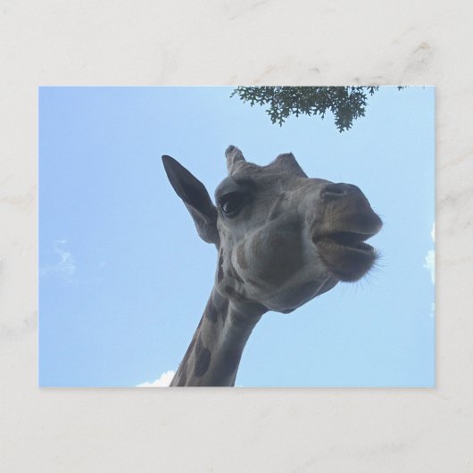 Giraffe Briefkaart (Voorkant)