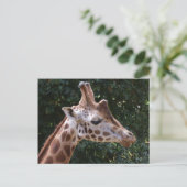 Giraffe Briefkaart (Staand voorkant)