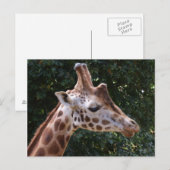 Giraffe Briefkaart (Voorkant / Achterkant)