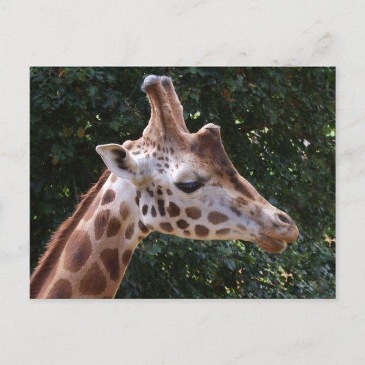 Giraffe Briefkaart (Voorkant)
