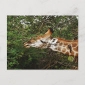 Giraffe Briefkaart (Voorkant)