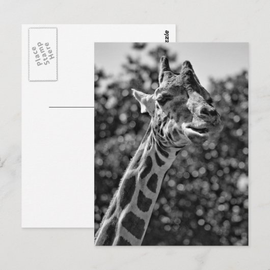 Giraffe Briefkaart (Voorkant / Achterkant)