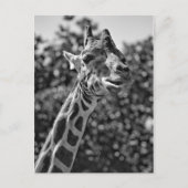 Giraffe Briefkaart (Voorkant)