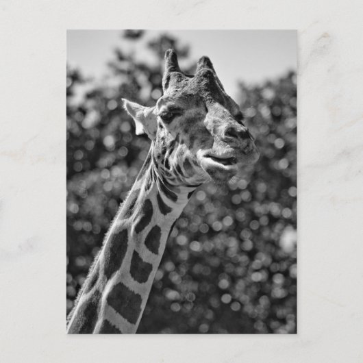 Giraffe Briefkaart (Voorkant)
