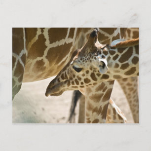 Giraffe ・ Briefkaart
