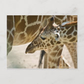 Giraffe ・ Briefkaart (Voorkant)