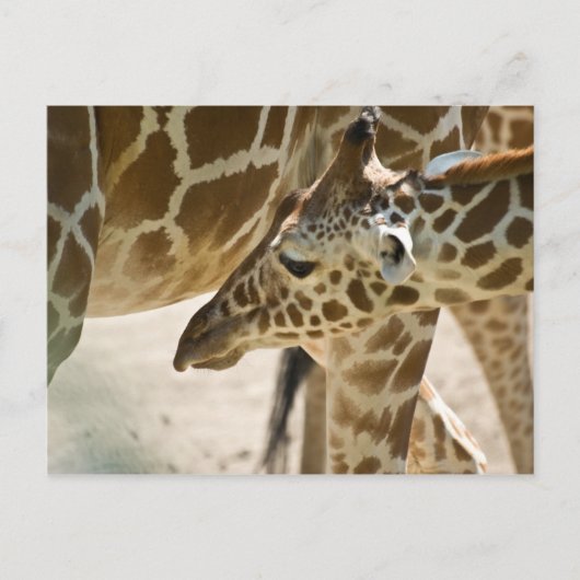 Giraffe ・ Briefkaart (Voorkant)
