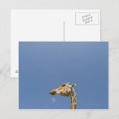 Giraffe Briefkaart (Voorkant / Achterkant)