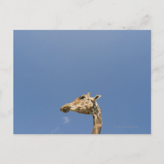 Giraffe Briefkaart (Voorkant)
