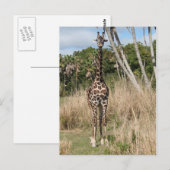 Giraffe Briefkaart (Voorkant / Achterkant)