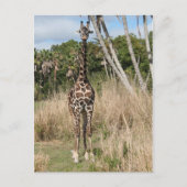 Giraffe Briefkaart (Voorkant)