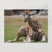 Giraffe Briefkaart (Voorkant)