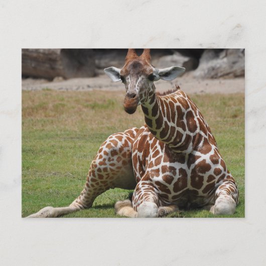 Giraffe Briefkaart (Voorkant)