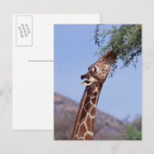 Giraffe Briefkaart (Voorkant / Achterkant)