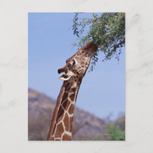 Giraffe Briefkaart