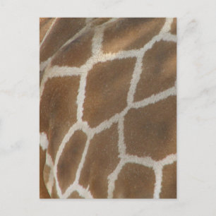 Giraffe Briefkaart