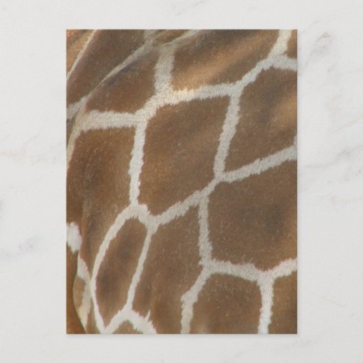 Giraffe Briefkaart (Voorkant)