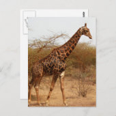 Giraffe Briefkaart (Voorkant / Achterkant)