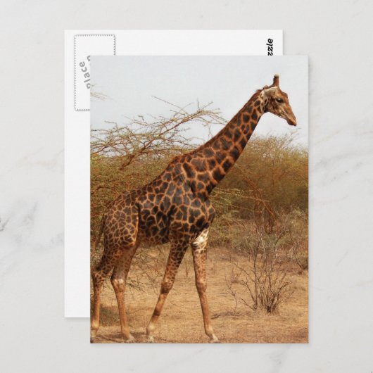 Giraffe Briefkaart (Voorkant / Achterkant)