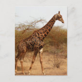 Giraffe Briefkaart (Voorkant)