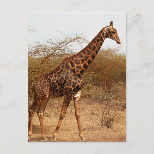 Giraffe Briefkaart (Voorkant)
