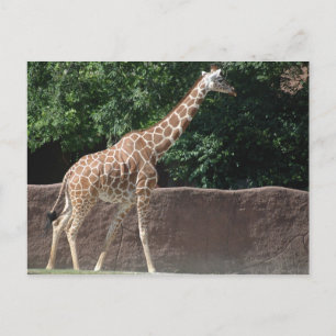 Giraffe Briefkaart