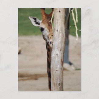 Giraffe Briefkaart