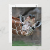 Giraffe Briefkaart (Voorkant / Achterkant)