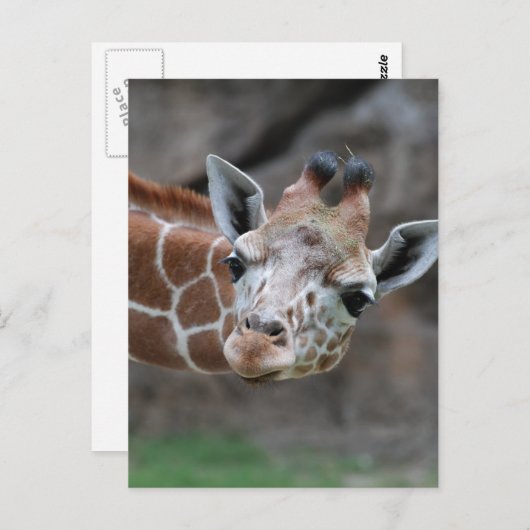 Giraffe Briefkaart (Voorkant / Achterkant)