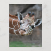 Giraffe Briefkaart (Voorkant)
