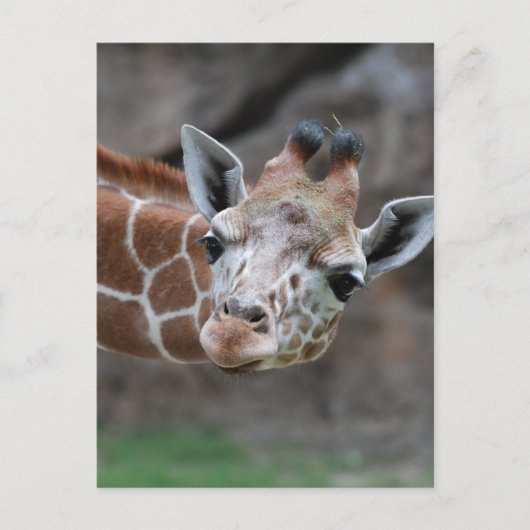 Giraffe Briefkaart (Voorkant)