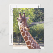 Giraffe Briefkaart (Voorkant / Achterkant)