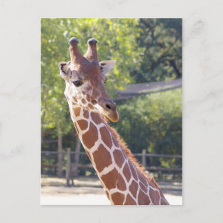 Giraffe Briefkaart
