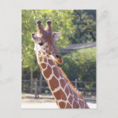 Giraffe Briefkaart (Voorkant)