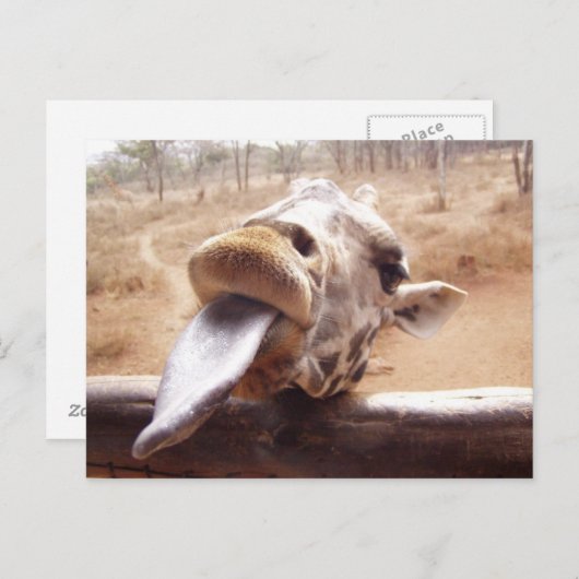 giraffe briefkaart (Voorkant / Achterkant)