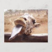 giraffe briefkaart (Voorkant)