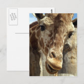 giraffe briefkaart (Voorkant / Achterkant)
