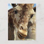 giraffe briefkaart (Voorkant)