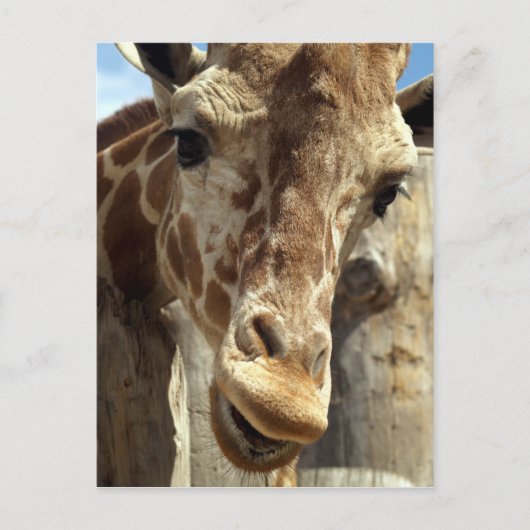 giraffe briefkaart (Voorkant)